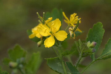 Schöllkraut, Chelidonium majus