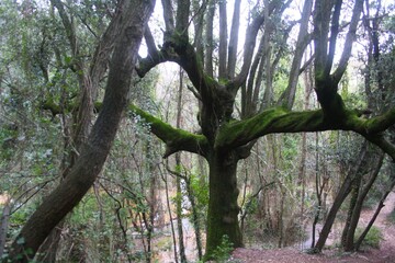 vieil arbre tortueux