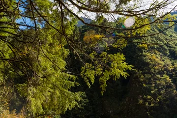 Crédence de cuisine en verre imprimé Manaslu Green Forest Landscape of Taplejung Nepal seen during Kanchenjunga Base Camp Trek in the Himalayas