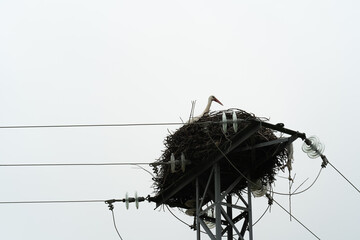 the head of a stork in its nest on an electricity tower in the middle of the field
