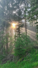 Sun rays shining through a forest in Karawanks in Carinthia, Austria, Europe. Beams of light pierce a dark, imposing woodland. Morning sunrise light in European Austrian Alps pine forest. Hiking path