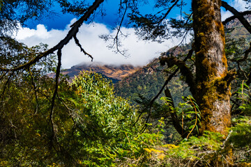 Green Forest Landscape of Taplejung Nepal seen during Kanchenjunga Base Camp Trek in the Himalayas