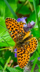 Obraz premium Close up view on butterfly Pearl-bordered fritillary polluting purple flower on alpine meadow, Petzen, Carinthia, Austria, Europe. Watching wildlife in nature. Peaceful serene atmosphere