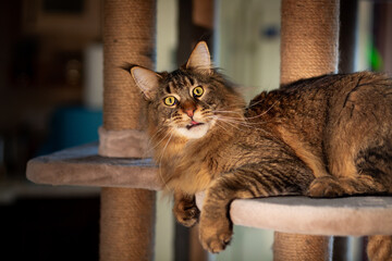 Portrait of a cute gray tabby Maine Coon kitten on a play stand