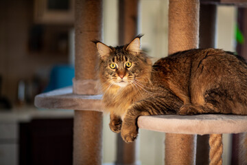 Portrait of a cute gray tabby Maine Coon kitten on a play stand