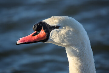 swan face close up (side eye glare funny expression) glaring, staring, macro, close up of beak, feathers - Powered by Adobe
