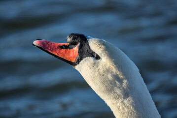 swan face close up (side eye glare funny expression) glaring, staring, macro, close up of beak,...