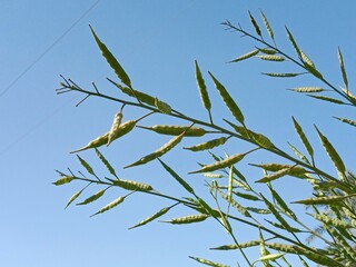 Seed pods of the Brassica campestris or seed pods field mustard or turnip mustard