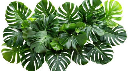 Tropical leaves foliage plant bush floral arrangement nature backdrop isolated on white background.