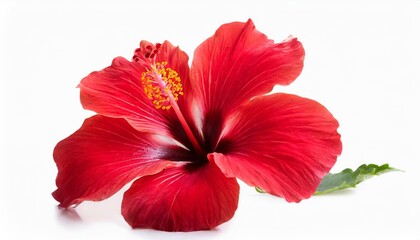 bright red hibiscus flower isolated