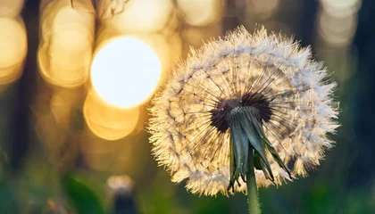 Fotobehang big white dandelion in a forest at sunset macro image abstract nature background © RichieS