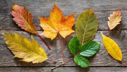 Naklejka na ściany i meble fall leaves collection