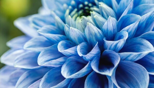 blue dahlia petals macro floral abstract background close up of flowes dahlia chrysanthemum for background soft focus