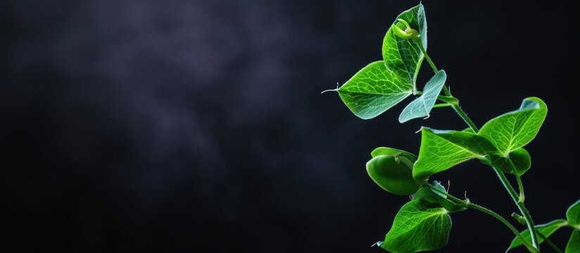 Mendel garden pea plant experiment Monohybrid cross illustration. with copy space image. Place for adding text or design