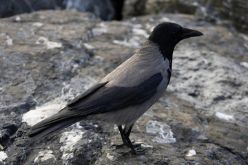 crow-like bird on rocks at the seaside in Moda Kadikoy istanbul