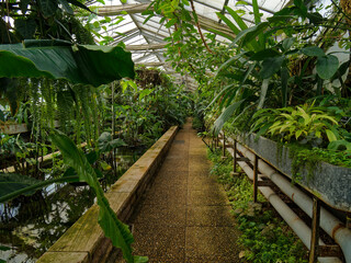 View from inside the American tropical greenhouse in Lyon's botanical garden, France