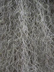 Spanish moss plant in the forest