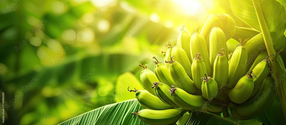 Leinwandbilder the cluster of green bananas growing on banana bushes in turkey. with copy space image. place for ad