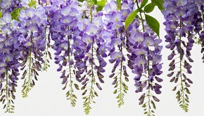 branch of beautiful hanging purple wisteria flowers png file of isolated cutout object on...