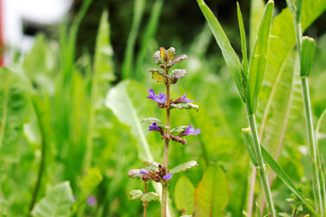 Small purple flowers among green grass closeup