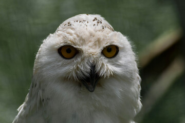 Eclipse - Snowy owl in summer