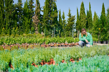 Fototapeta premium Garden center customer chosing plants to grow at home. Plus size blonde woman looking for rosemary plants.