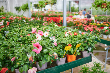 Fototapeta na wymiar Hibiscus flower pots stored at the plant nursery shop. Garden center greenhouse for flower growth.