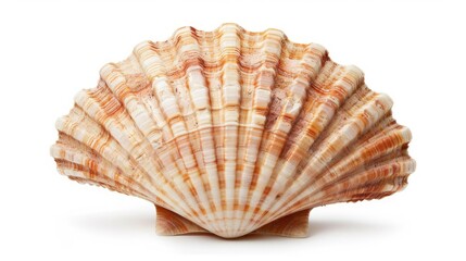 Obraz premium a big beautiful scallop, isolated on white.