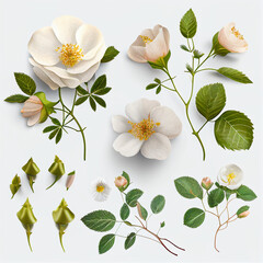 Set collection of delicate wild roses, flowers, buds and a leaf, isolated over a transparent background, Ai generated image