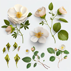 Fototapeta premium Set collection of delicate wild roses, flowers, buds and a leaf, isolated over a transparent background, Ai generated image