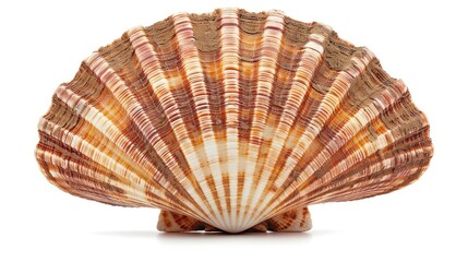 a big beautiful scallop, isolated on white.