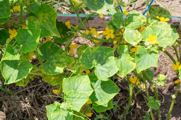 bushes of a cucumber plant in the garden with affected leaves and fruits. Cucumber mosaic, an infectious plant disease