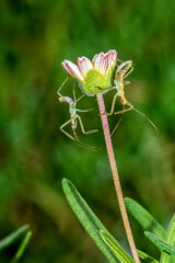 Blackfoot Daisy Bud with a Pair of Assasin Bugs