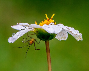 Blackfoot Daisy Bloom with Raindrops on Petals and Assasin Bug