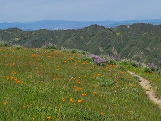 Wildflowers bloom in the East Bay hills of Northern California