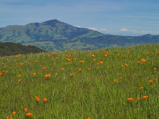 Mt Diablo and Poppy blooms near Danville, California