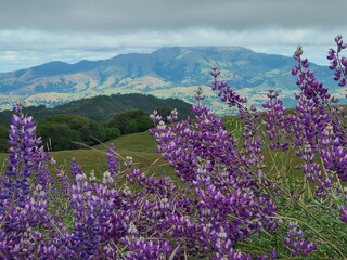 Lupine wildflowers blooming in the East Bay Hills