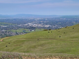 Fototapeta na wymiar Cattle grazing on the Las Trampas Hills near Danville, California