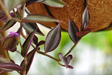 folhagem roxa ornamental em pendente 