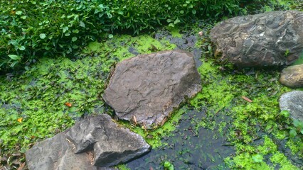 Close-up footage of stones in green stream