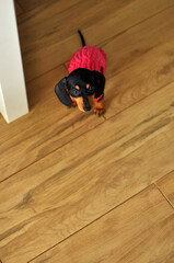 filhote de Dachshund 