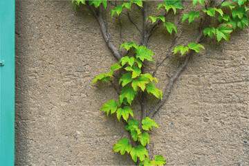 growing ivy on the concrete wall, natural life environment concept