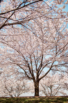 the garden of cherry blossoms. a large cherry blossom tree.  a row of trees with pink flowers