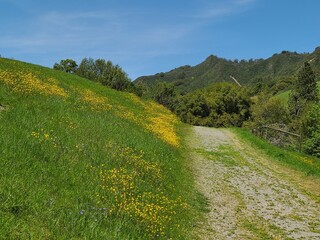 Dandelion wildflowers blooming in the Las Trampas hills of Northern California