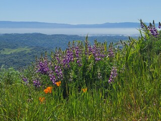 Silver Lupine blooms in the hills of the San Francisco Bay Area, California