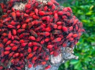 The trees are covered with dense red stink bugs,swarming insects,Leptocoris abdominalis