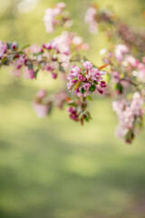 buds of a flowering apple tree at the very beginning of flowering. spring flowering