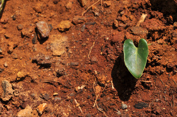 planta muda pequena em formato de coração 