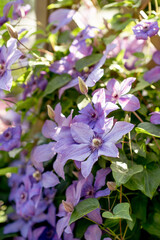 Obraz na płótnie Canvas purple clematis close-up with a space for text. beautiful garden flowers. rare varieties of garden plants. abundant flowering in the garden