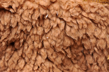 textura de pelo de ovelha marrom 